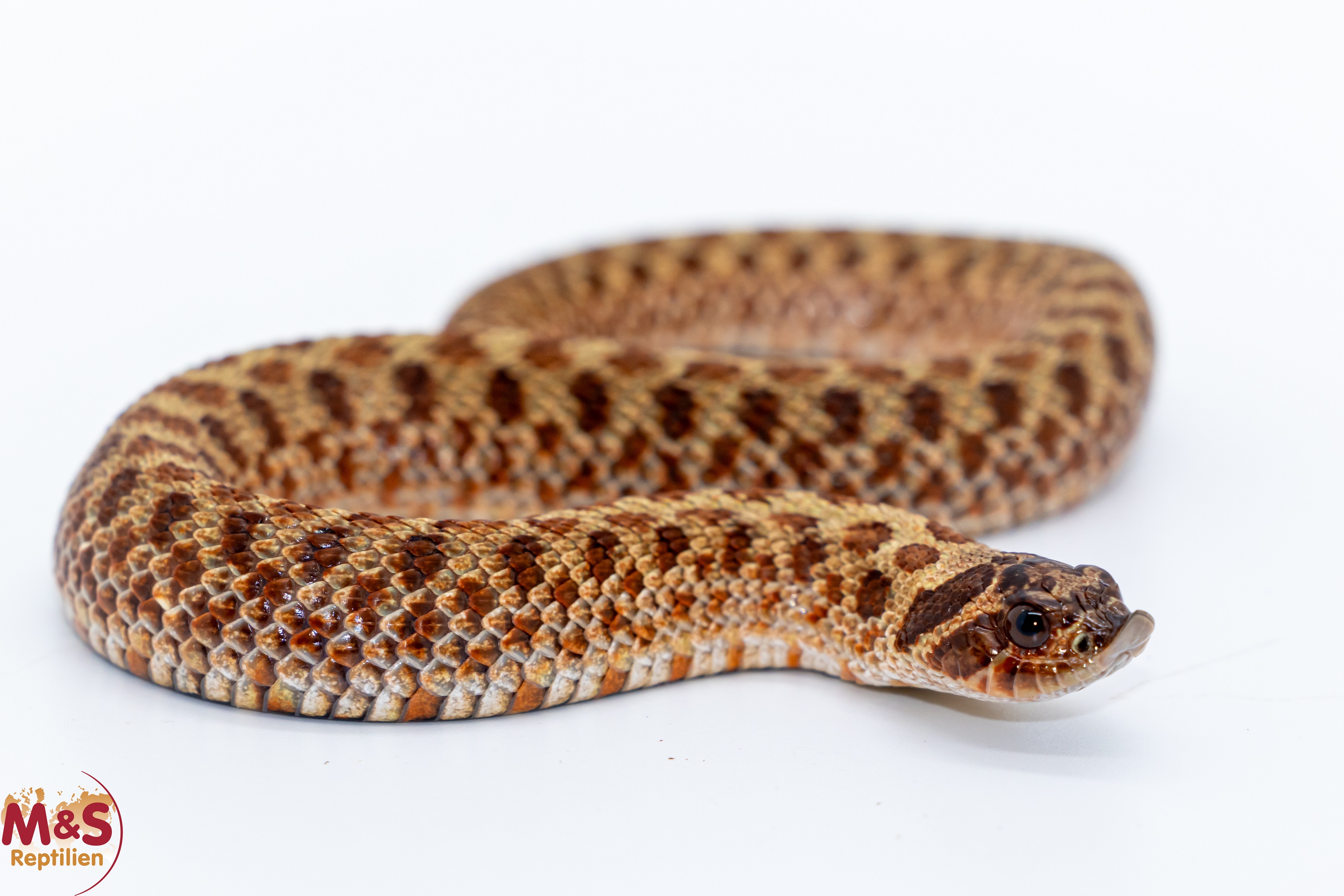 1.0 (Male) Hakennasennatter "Swiss Chocolate" NZ´25 (ca. 25 cm) Heterodon nasicus (Originalbild)