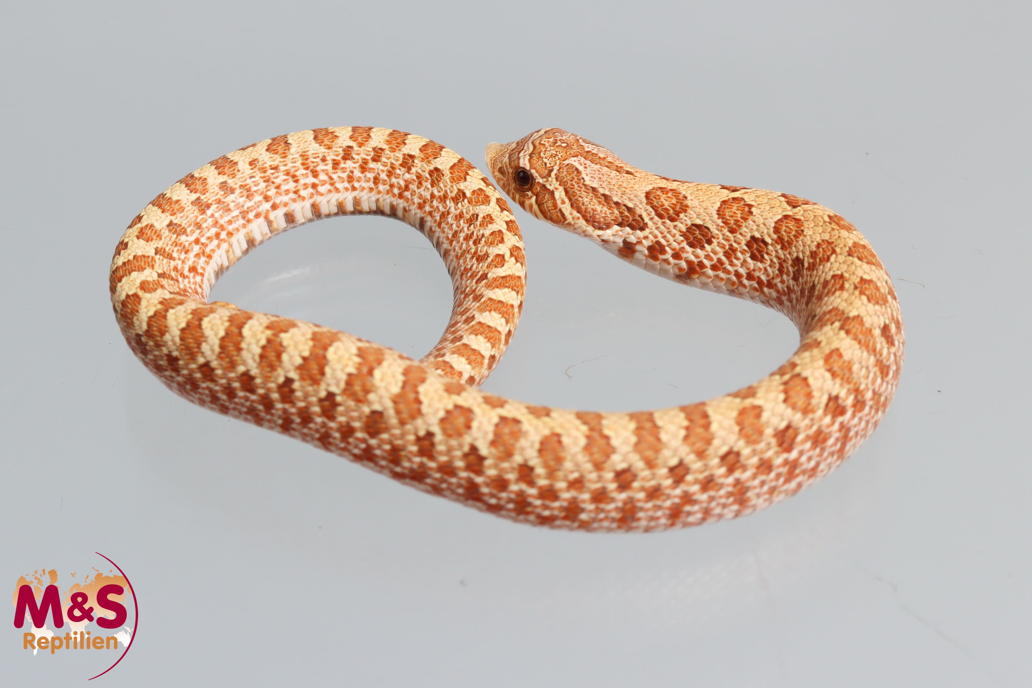 Toffee het. Sable Hakennasennatter NZ´26 (ca.15-20 cm) Heterodon nasicus