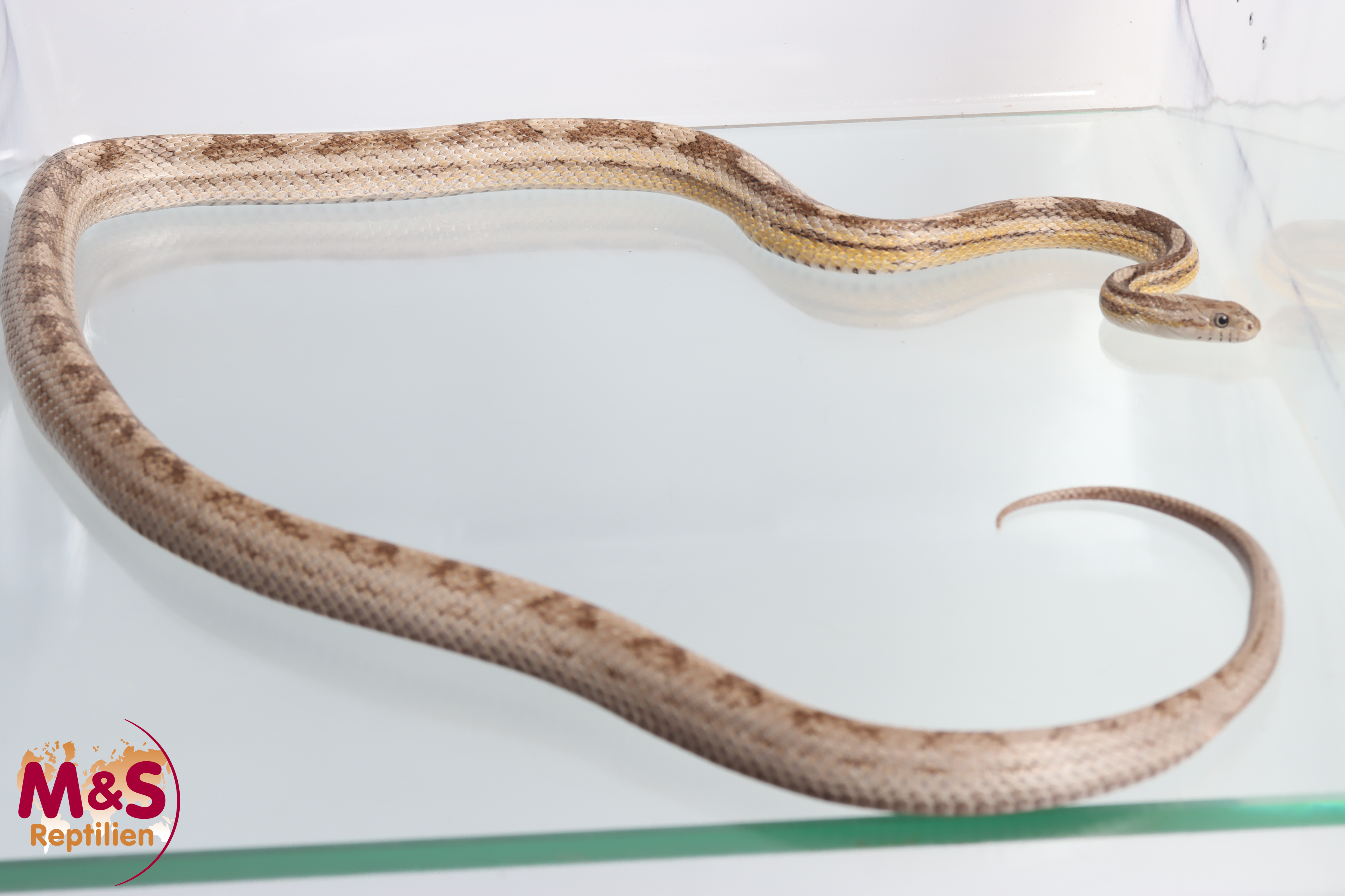 1.0 (Male) Anery Motley Kornnatter P. guttatus (Originalfoto)