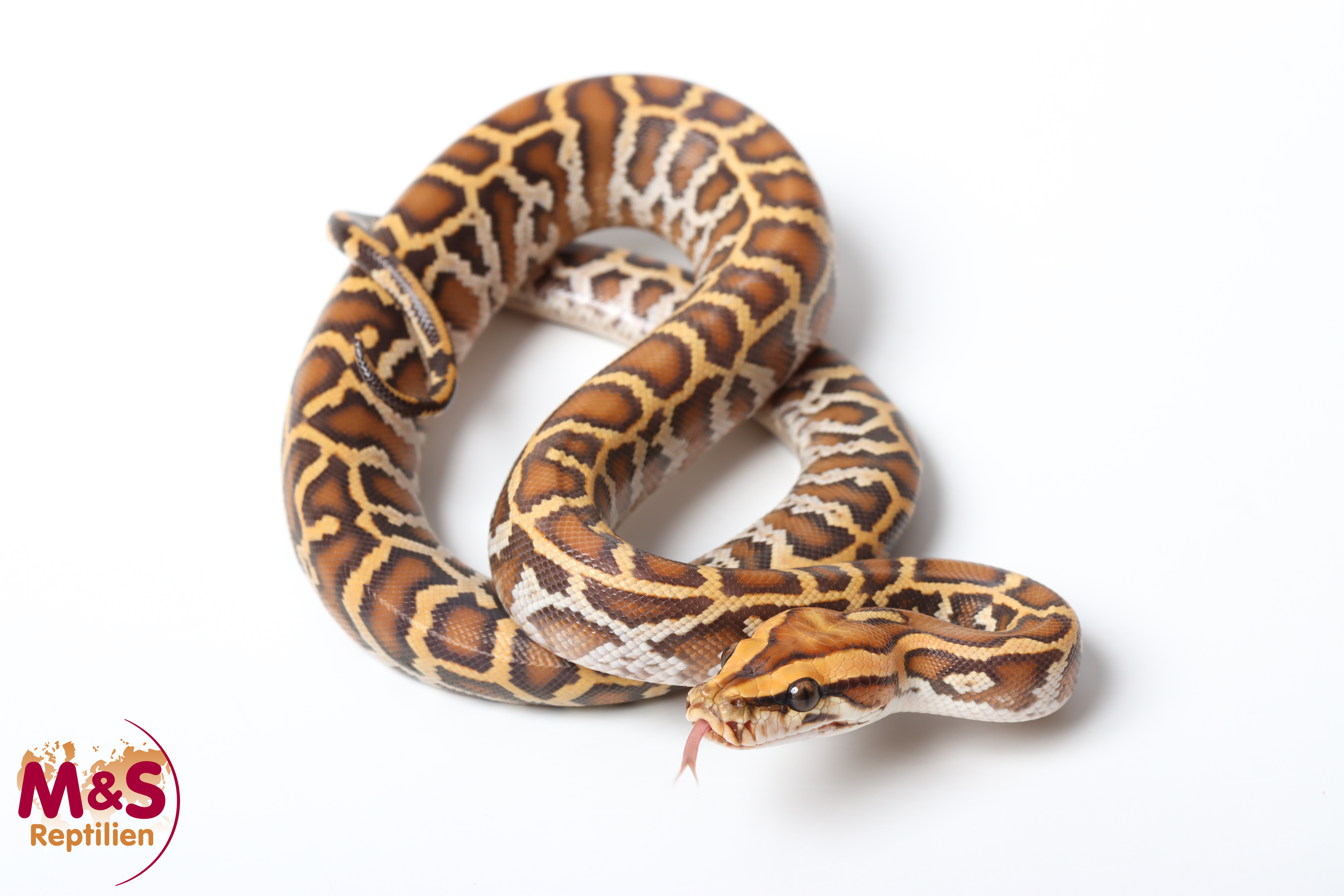 1.0 (Male) Caramel Tigerpython NZ'26 (ca.40cm) Python bivittatus
