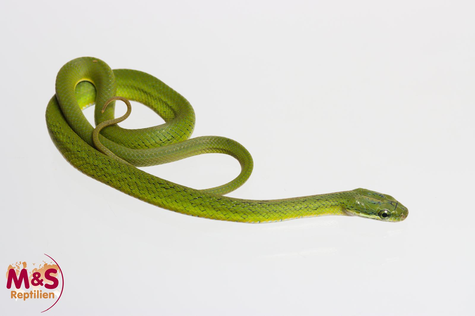 Grüne Strauchnatter (Smaragdnatter) NZ´26 (small ca. 35-40cm) Gonyosoma prasinum