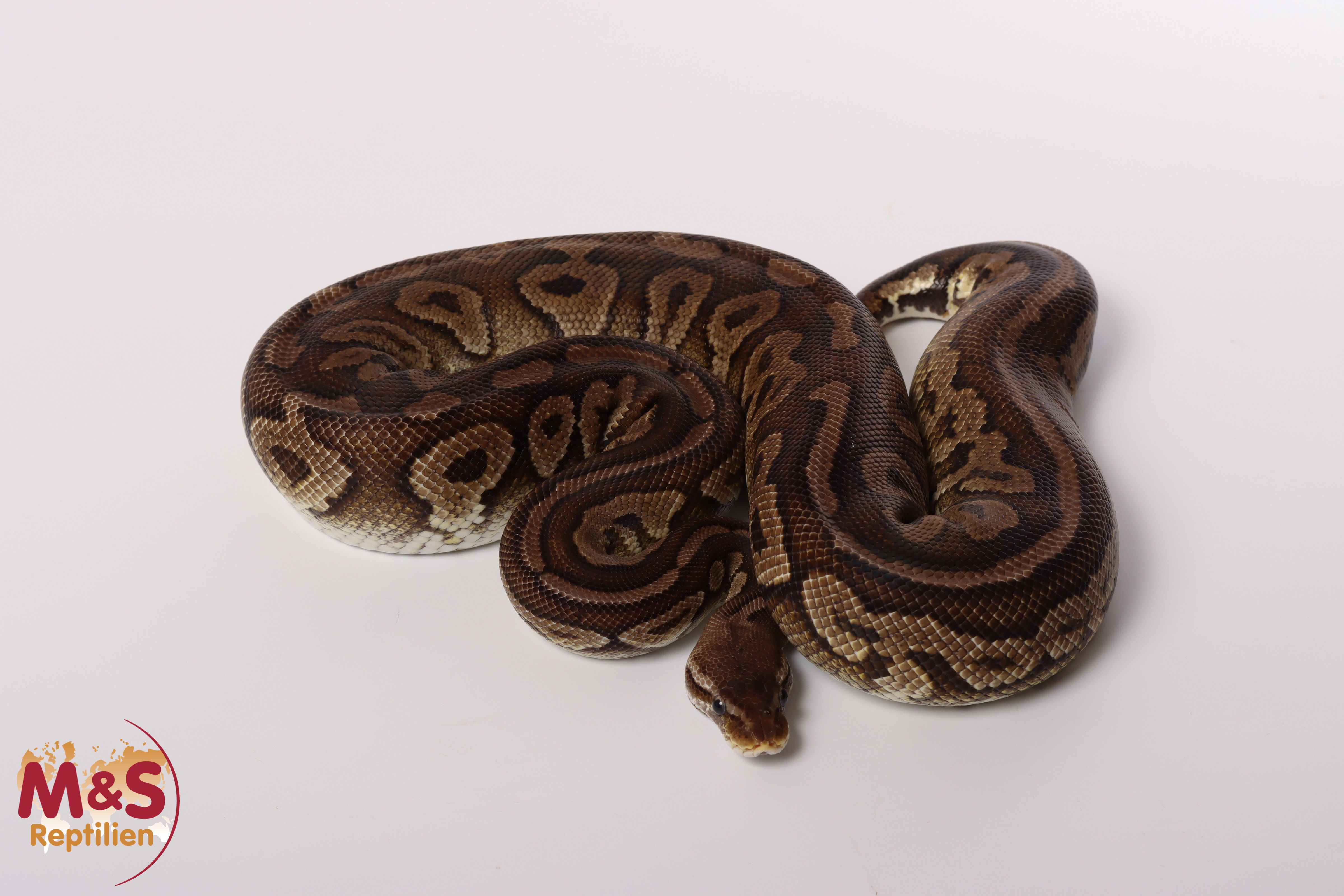 0.1 (Female) Pewter (Pastel-Cinnamon) poss. hetero Ghost Königspython NZ´M&S´15 Python regius