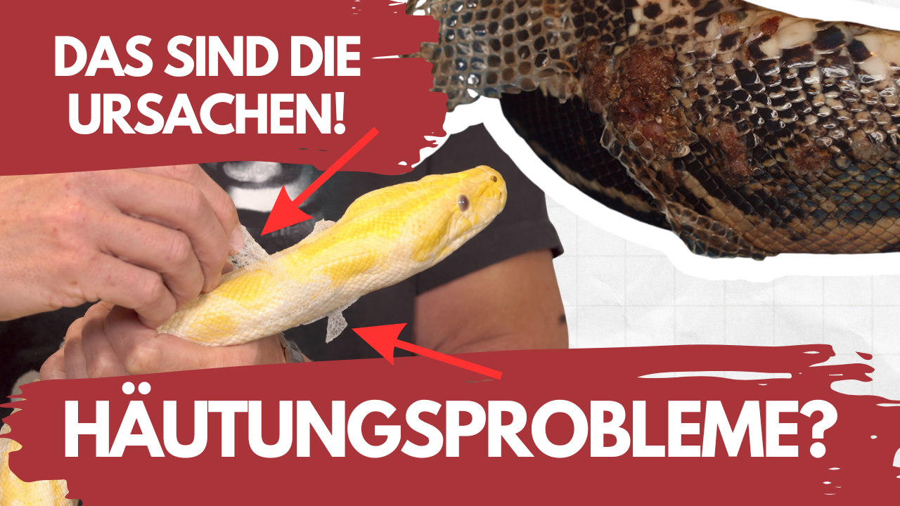 Häutungsprobleme bei Schlangen: Wann du wirklich handeln musst!
