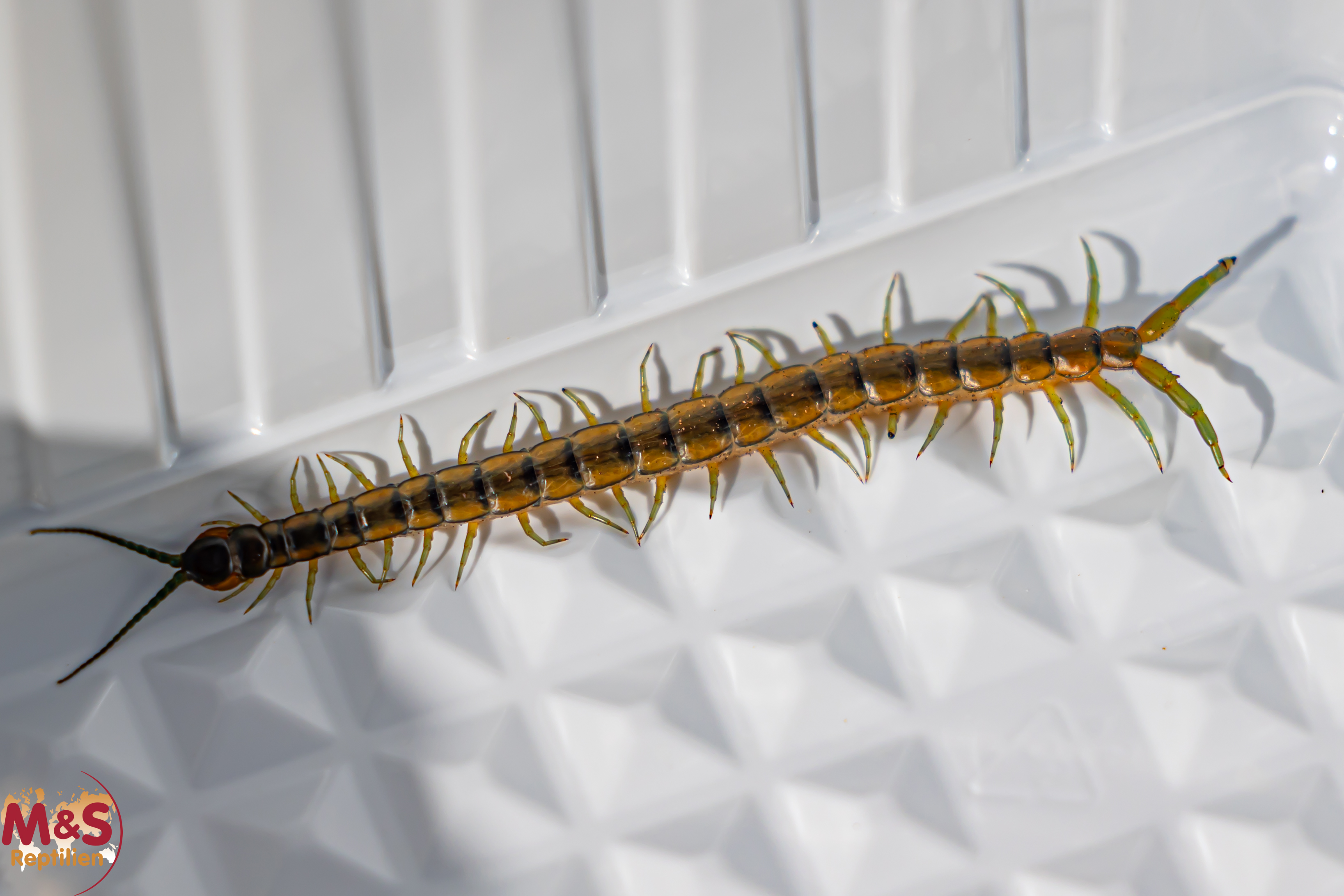 Mittelmeerskolopender NZ'25 Scolopendra cingulata