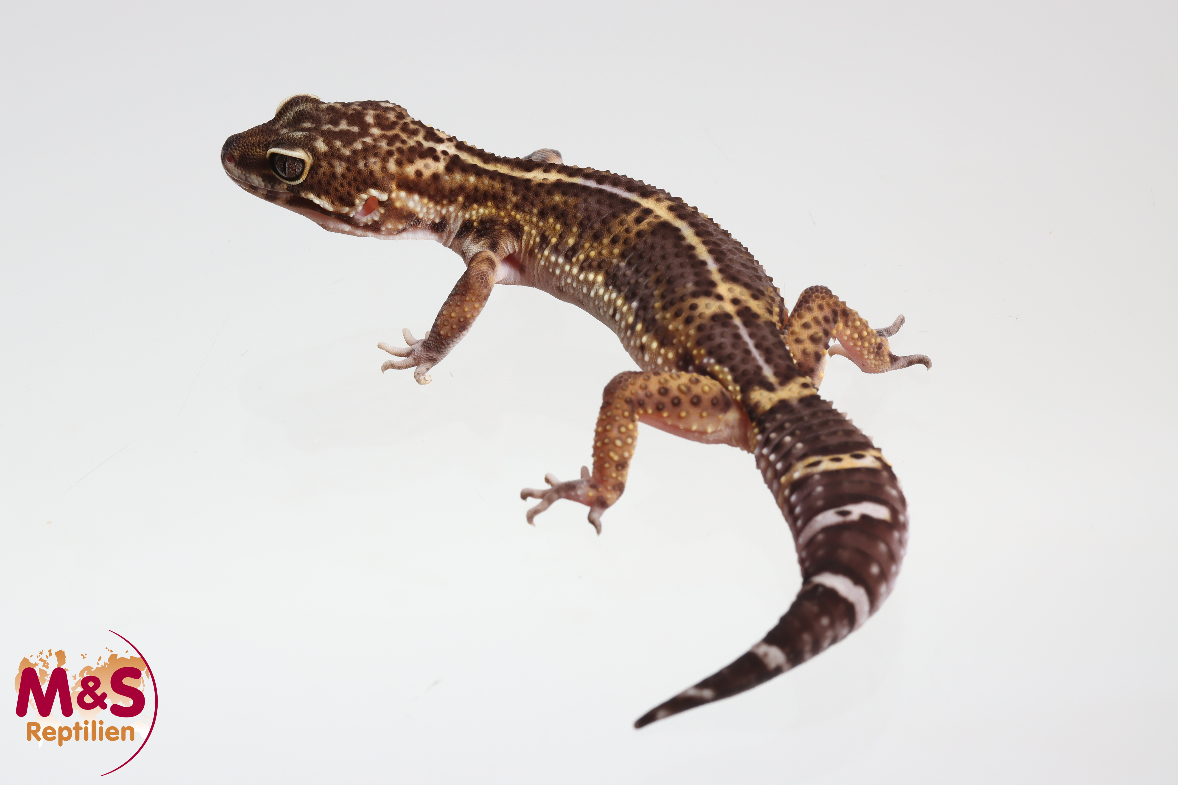 0.1 (Female) Black Night Leopardgecko NZ'24/25 (subadult) E. macularius (Originalbild)