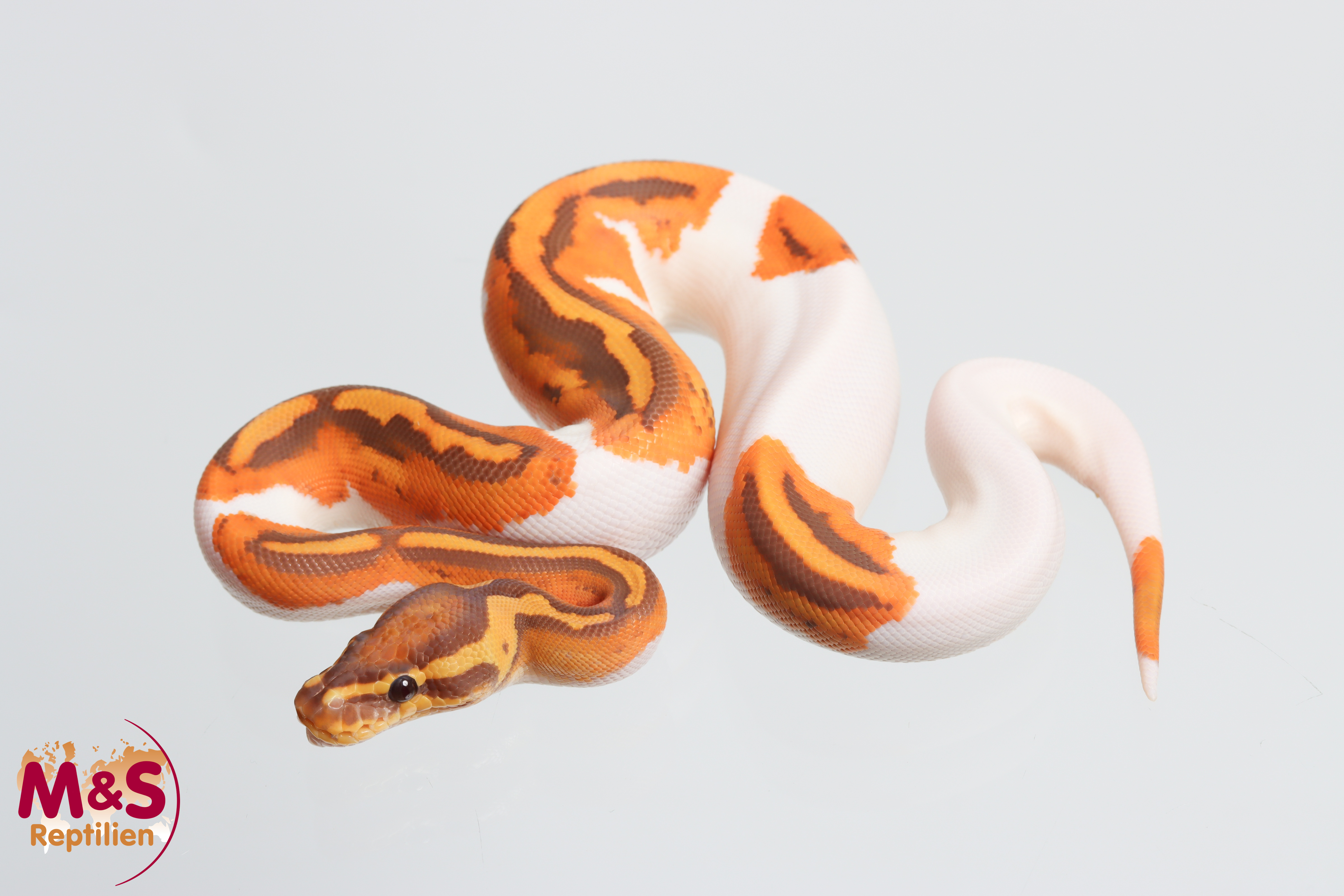0.1 (Female) Piebald - Ultramel - Yellowbelly Königspython NZ´M&S´26 Python regius