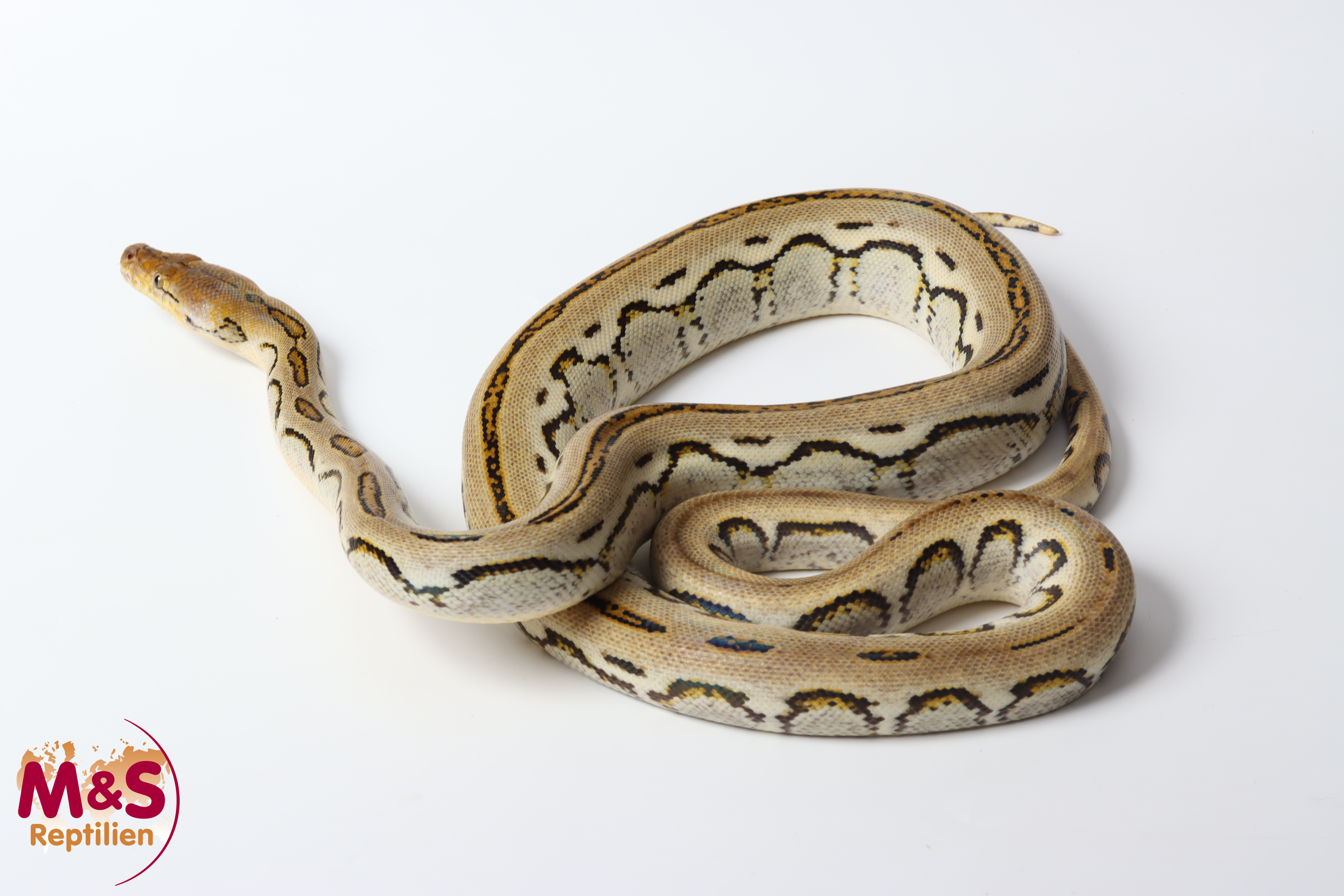 0.1 (Female) Harlequin Bacan Netzpython NZ' 24 (ca.200 cm) Broghammerus reticulatus (Originalbild)