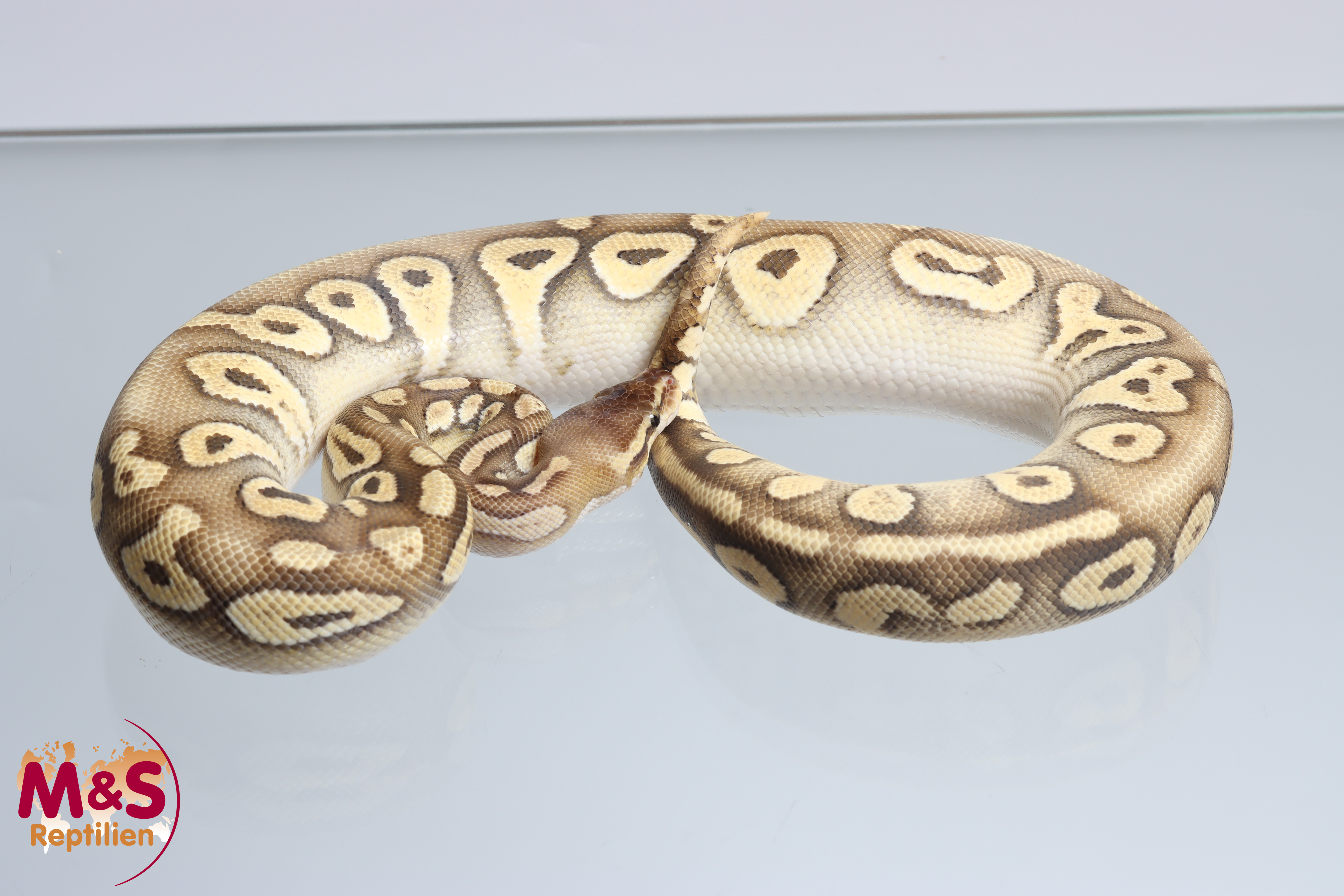 1.0 (Male) Super Pastel Mojave 100% hetero Ghost Königspython NZ´M&S´23 (adult) Python regius