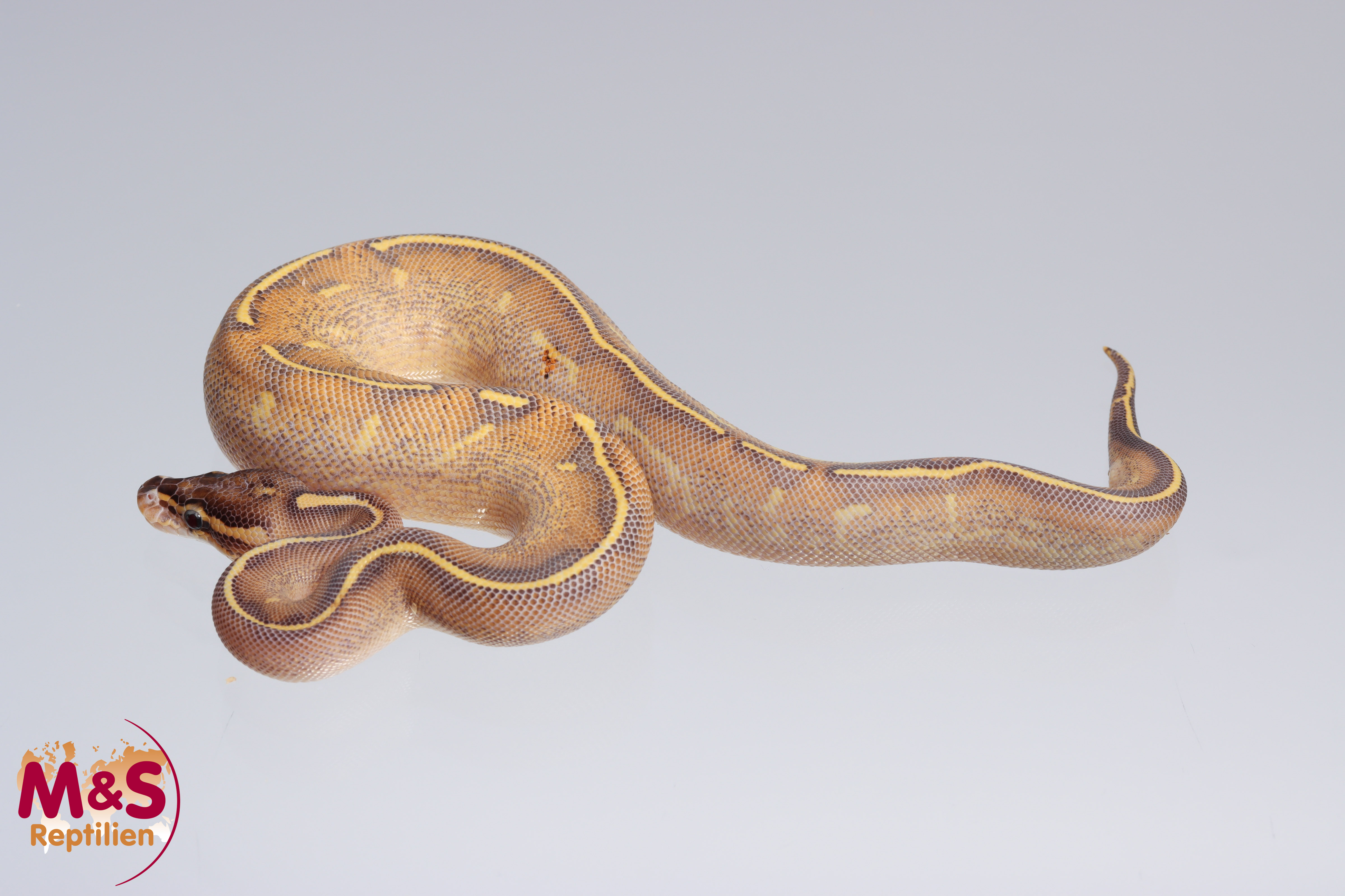 0.1 (Female) Highway (Gravel - Yellowbelly) Königspython NZ´M&S´22 Python regius