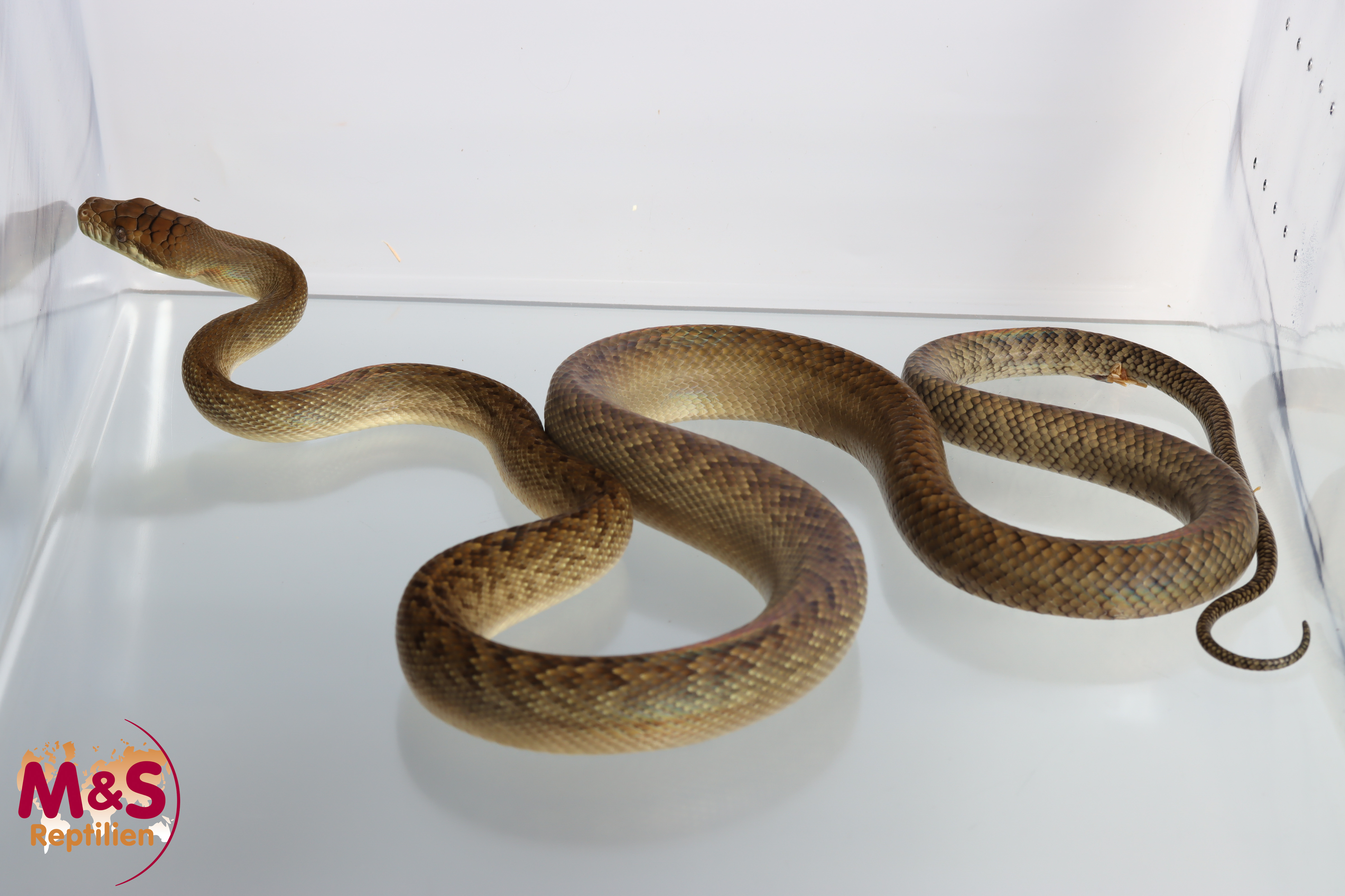 0.1 (Female) Amethystpython Jayapura NZ'23 (ca.260 cm) Simalia amethistina