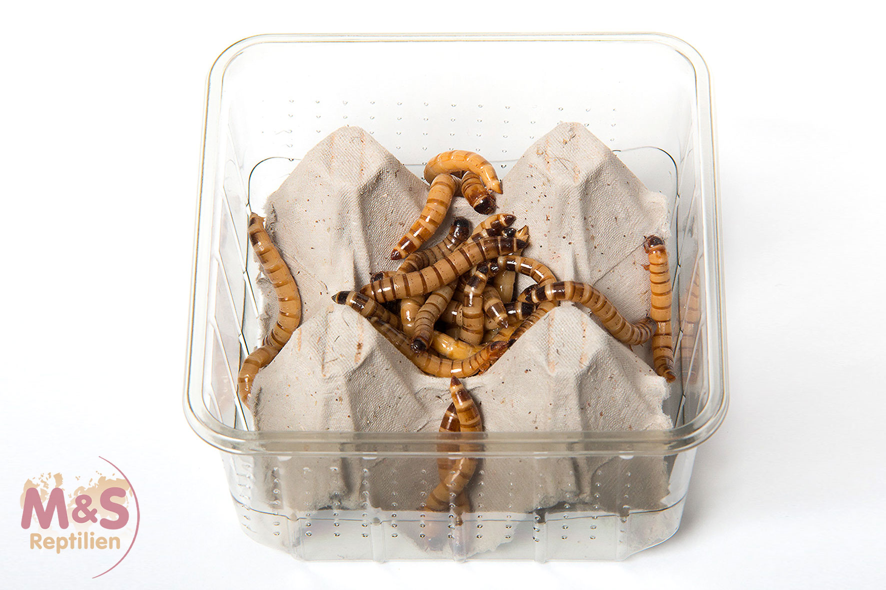 Zophobas (Schwarzkäferlarv.) 24 Stück