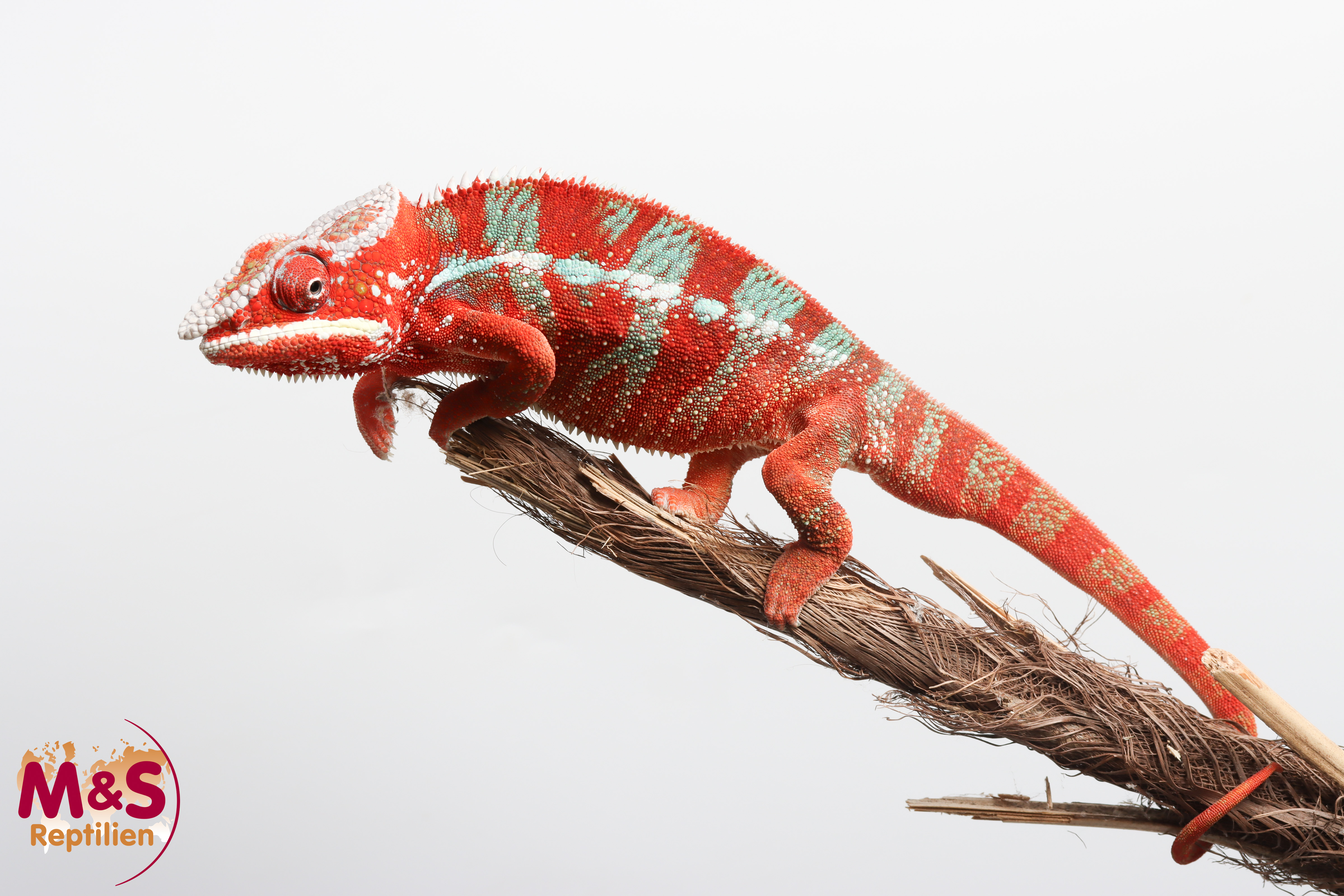 1.0 (Male) 'Ambilobe red' Pantherchamäleon NZ´25 (subadult) Furcifer pardalis (Originalbild)