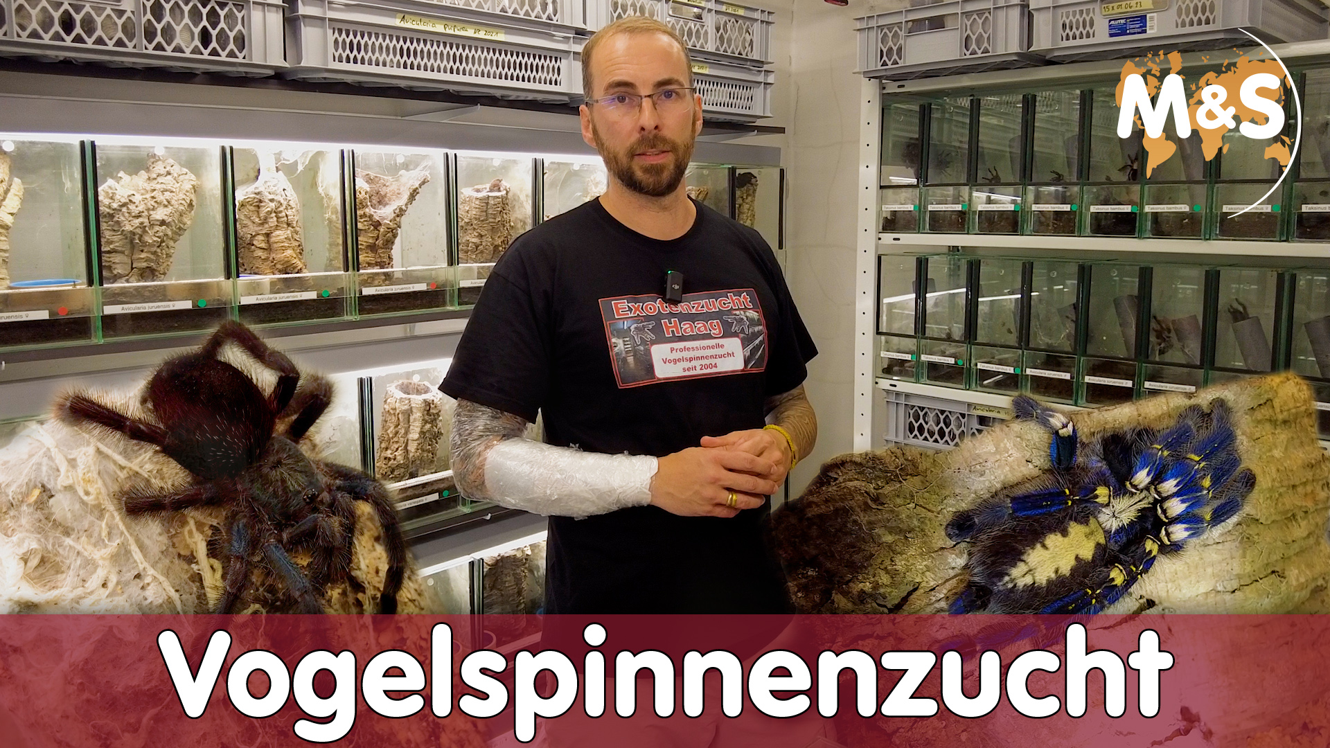 Professionelle Spinnenzucht bei Exotenzucht Haag