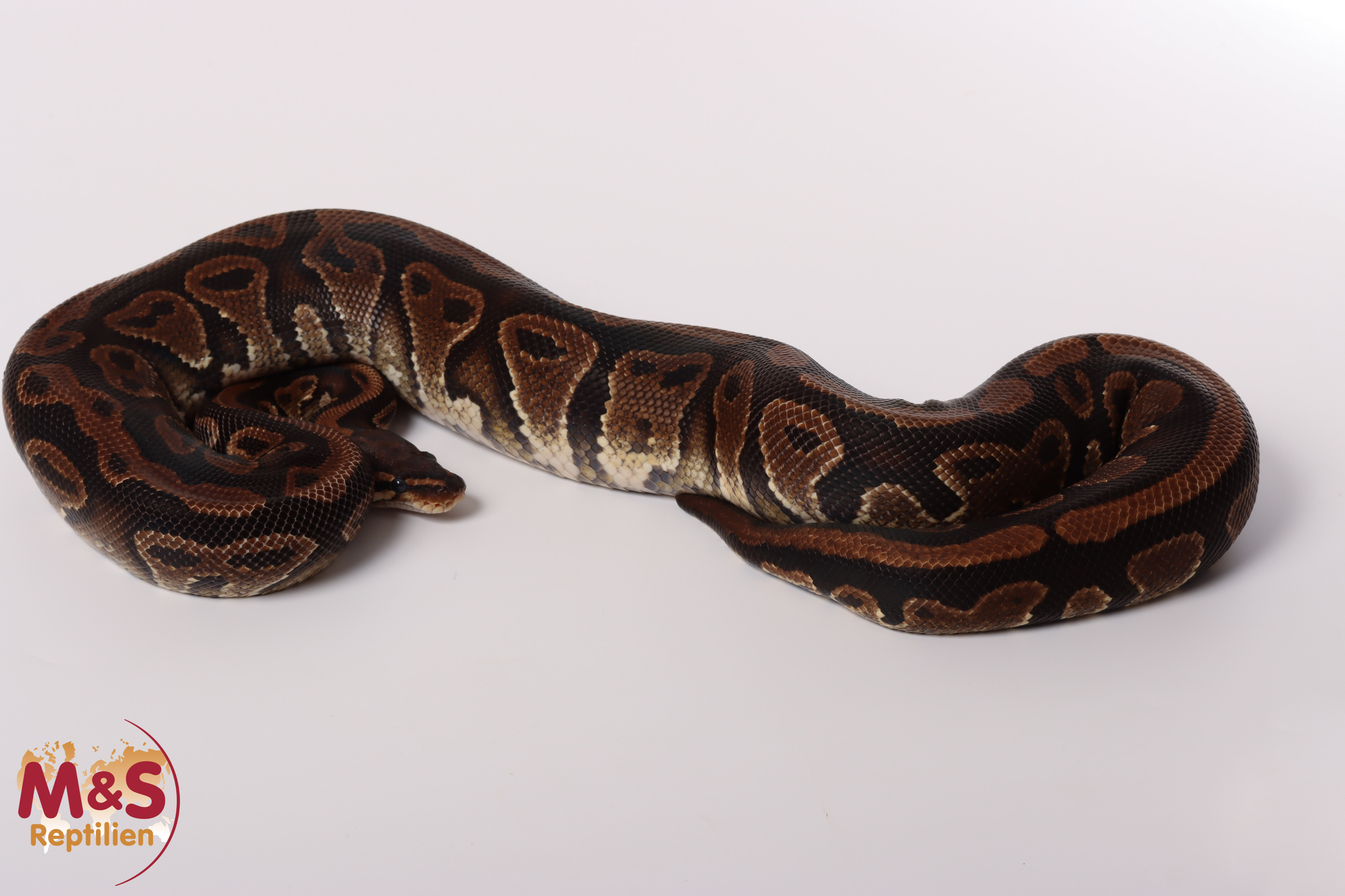 0.1 (Female) 100% hetero Albino Poss. Gravel KönigspythonNZ´M&S´16 Python regius