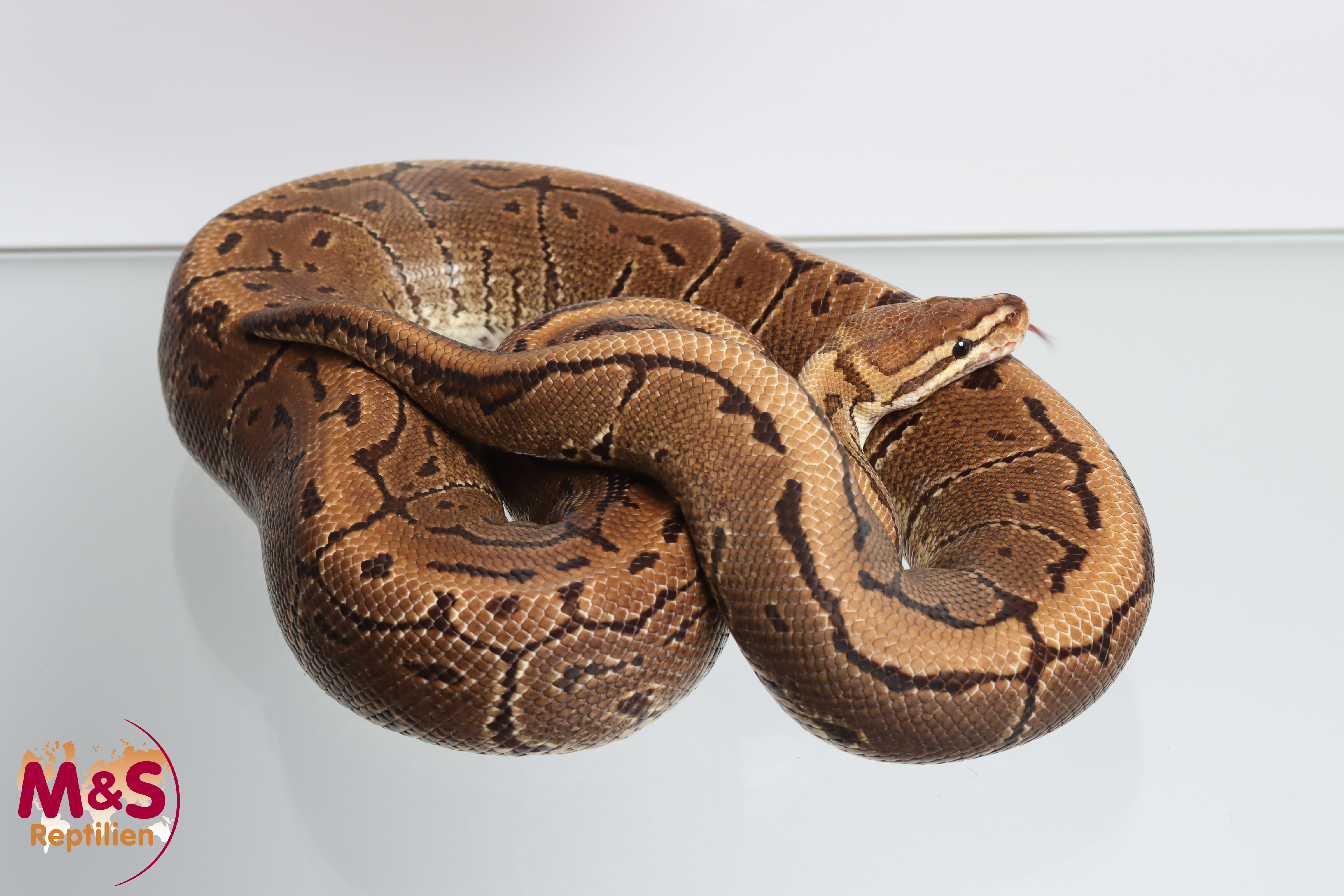 1.0 (Male) Pinstripe Königspython NZ´M&S´19 (adult) Python regius
