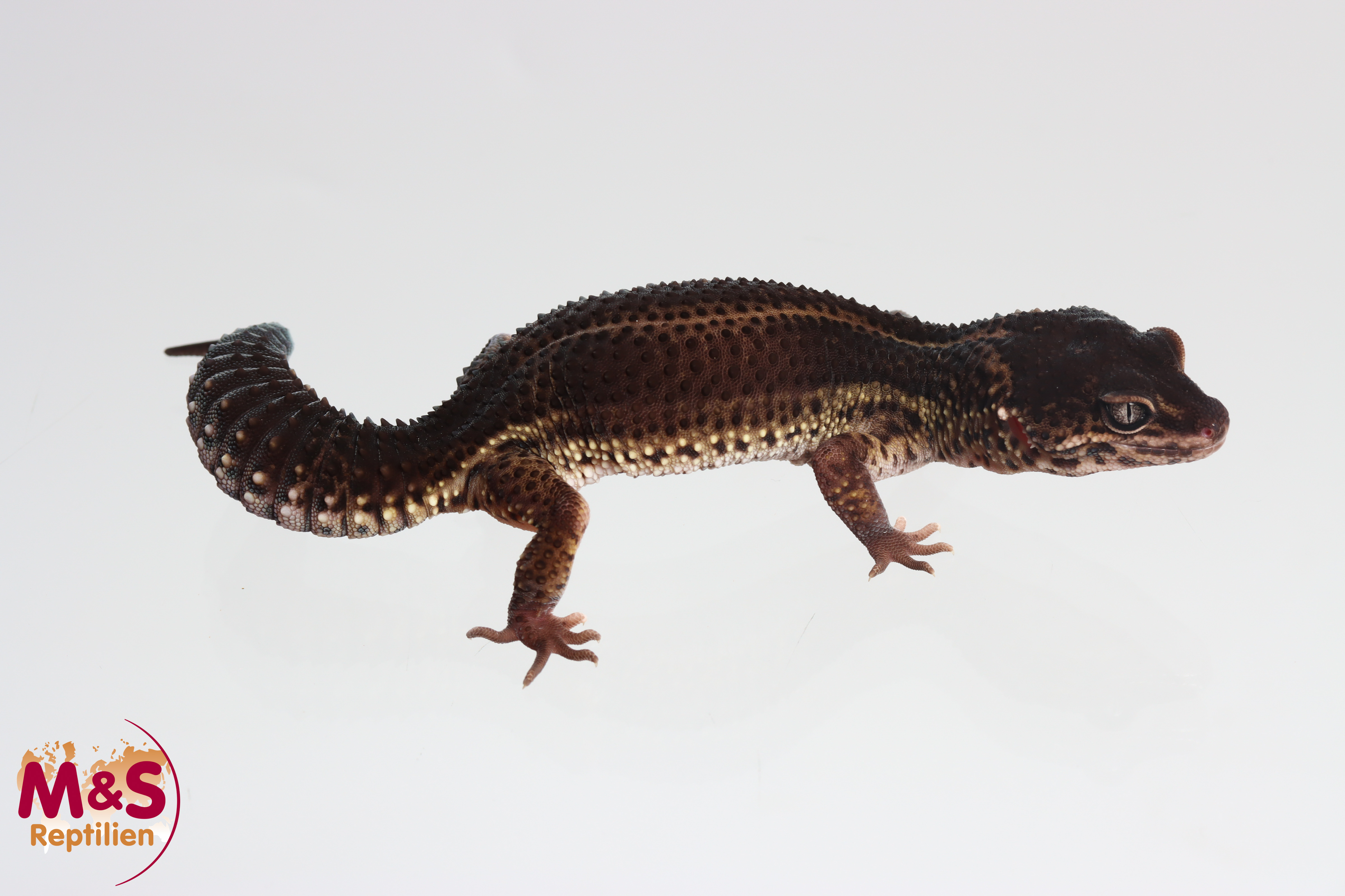 1.0 (Male) Black Night Leopardgecko NZ'24/25 (subadult) E. macularius (Originalbild)