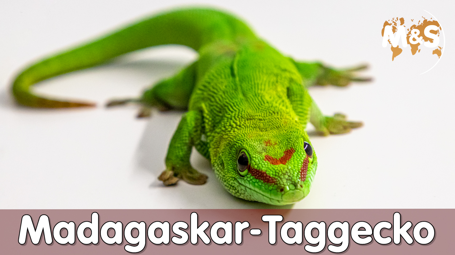 Große Madagaskar Taggecko | Phelsuma grandis