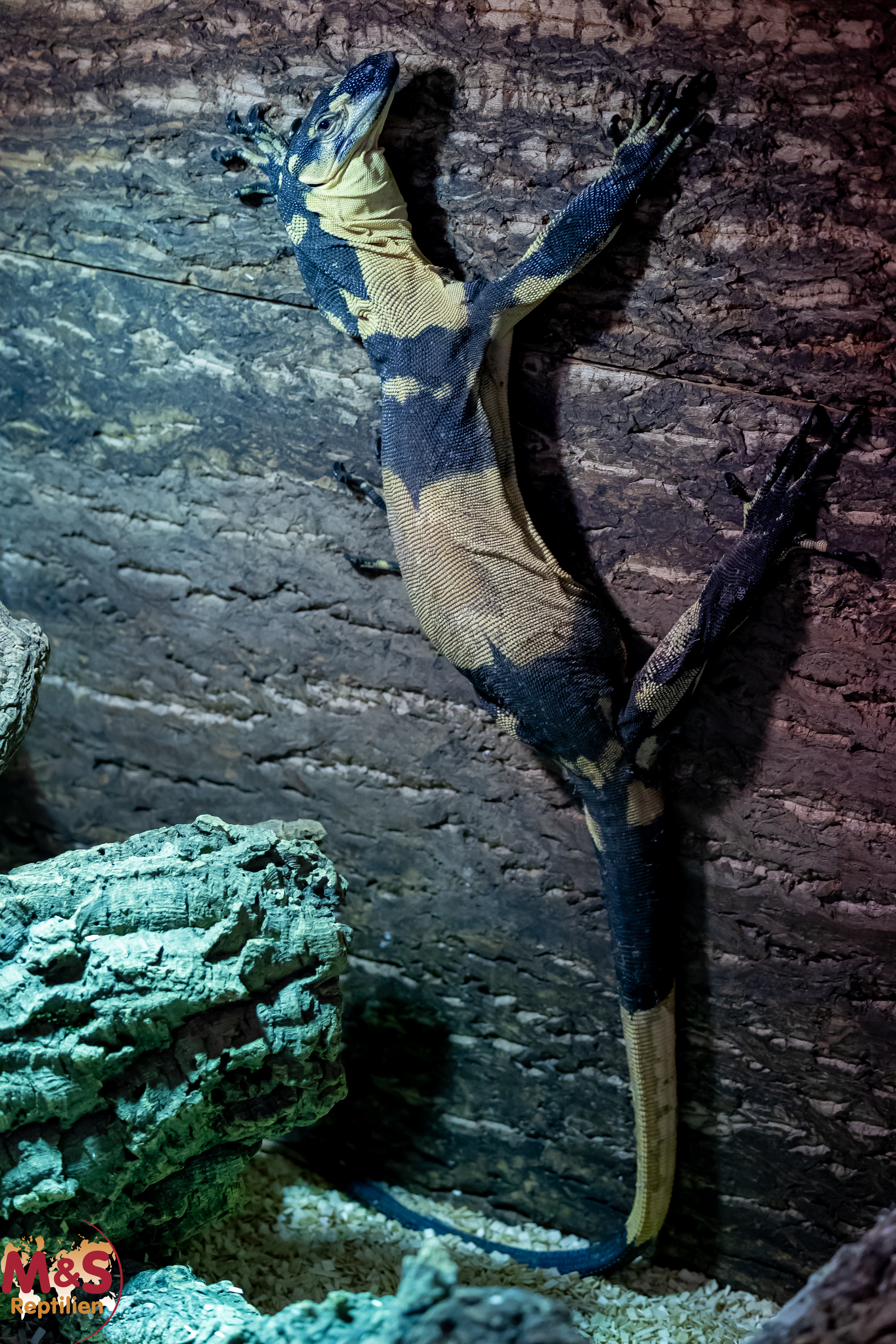 1.0 (Male) Buntwaran (ca. 150cm) Varanus varius NZ´22 Bells Phase