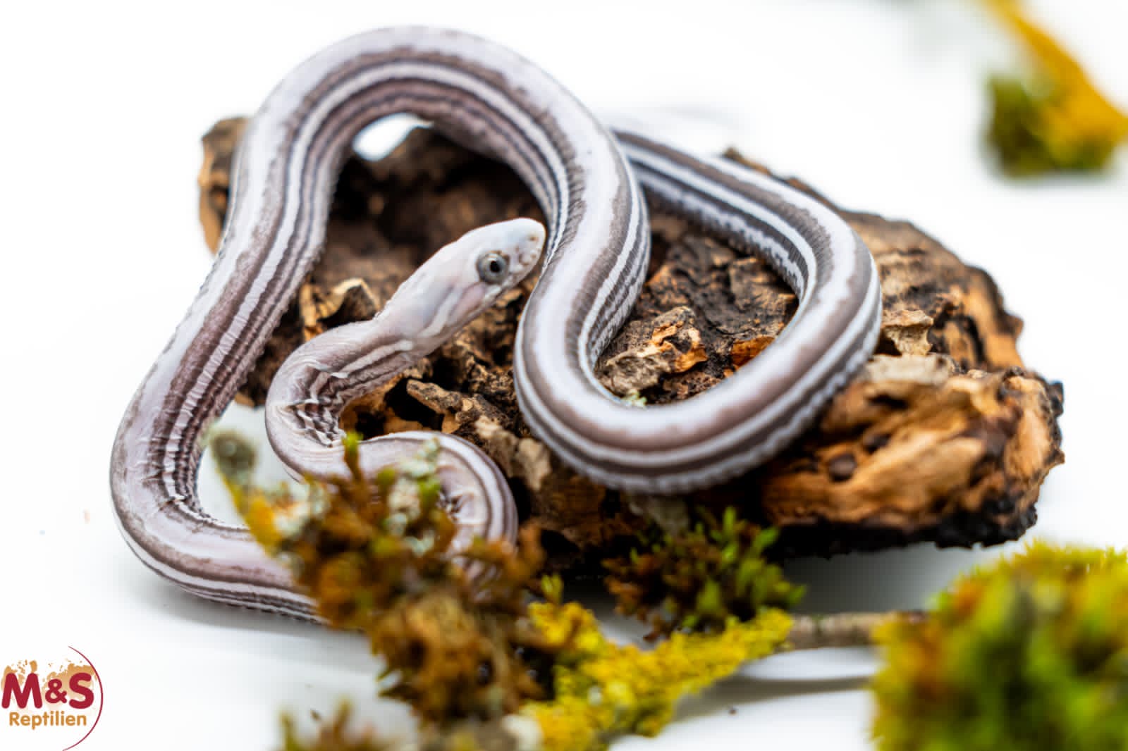0.1 (Female) Tessera Anery Scaleless Kornnatter NZ´25 (small) Pantherophis guttatus (Originalbild)