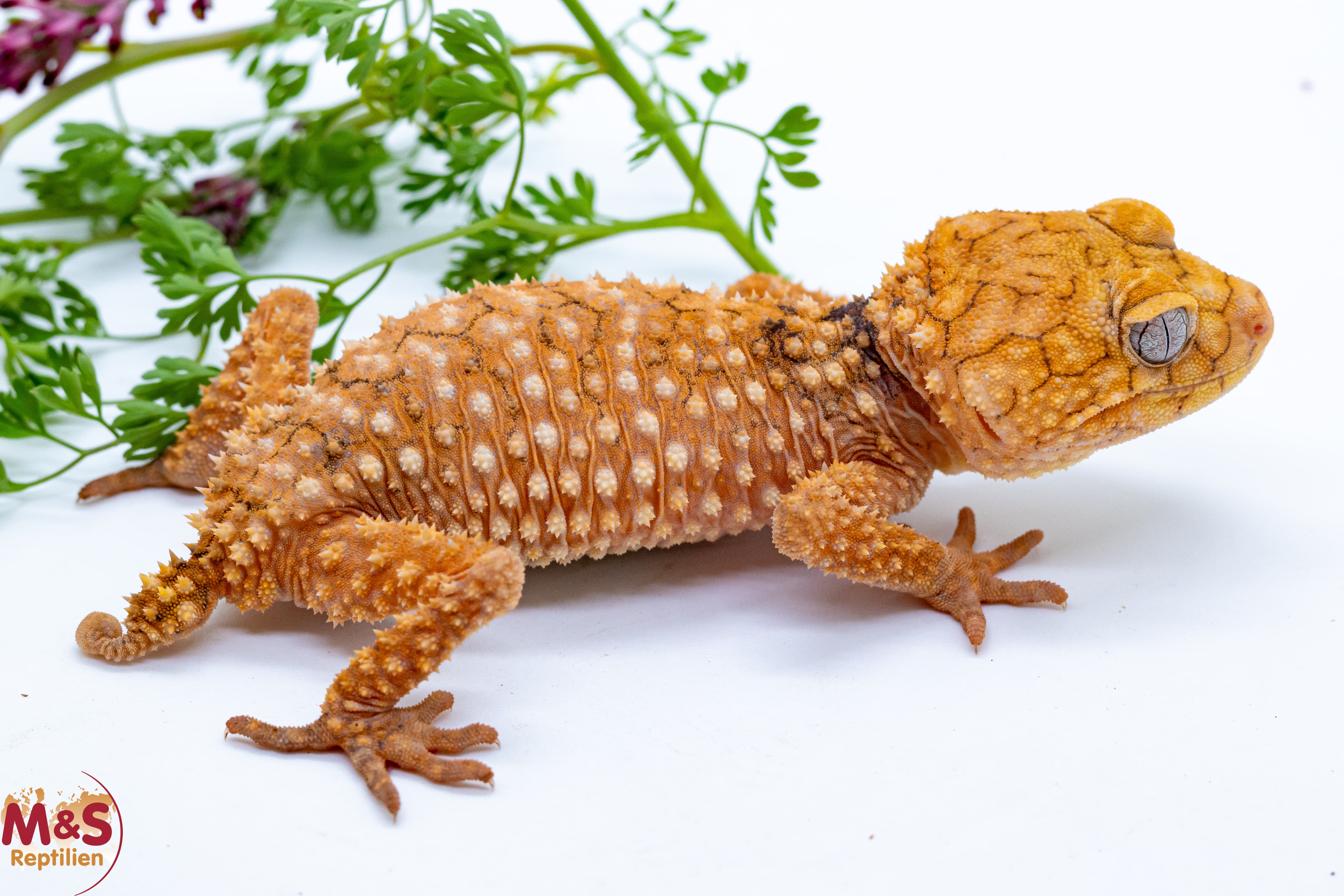 Rauer Knopfschwanzgecko NZ'24 (medium) Nephrurus amyae (Symbolbild)
