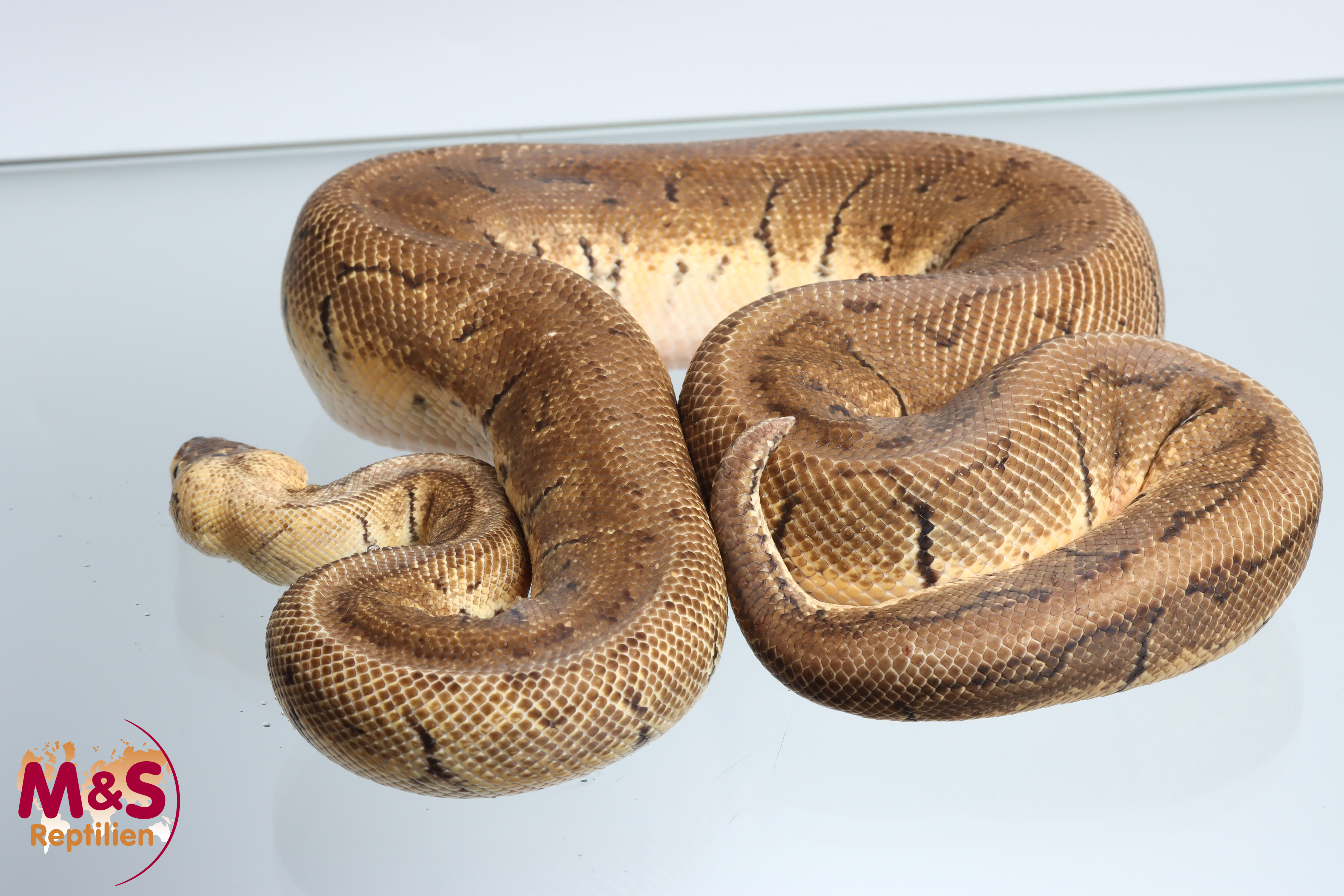 1.0 (Male) Super Pastel-Pinstripe Königspython NZ'14 (adult) Python regius