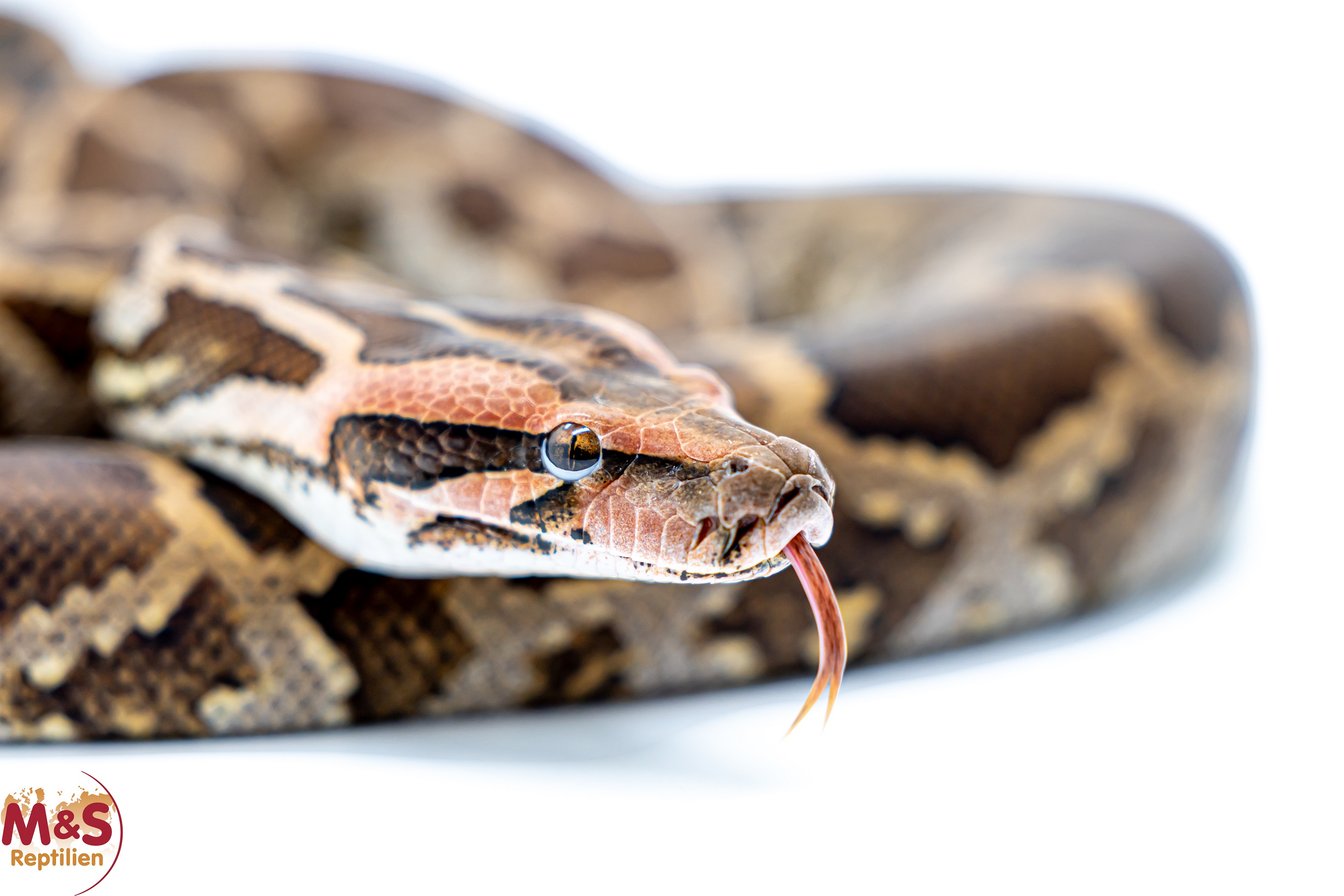 1.0 (Male) Heller Tigerpython NZ' 23 (ca. 120 cm) Python molurus molurus (Originalbild)