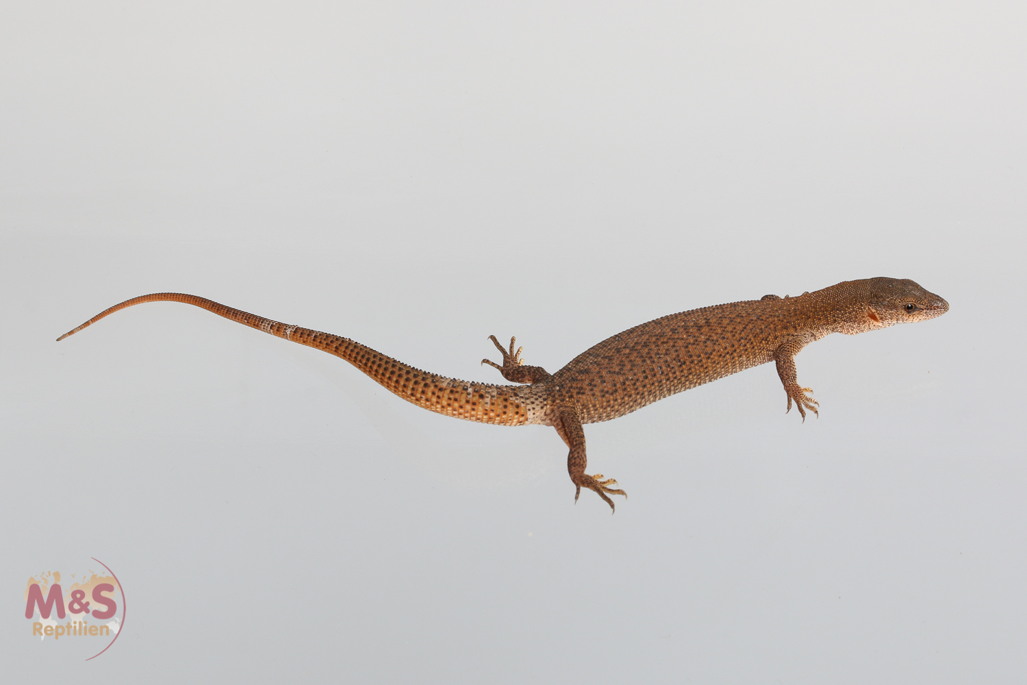 1.0 (Male) Primos Zwergwaran NZ' 24 (ca. 25 cm) Varanus primordius