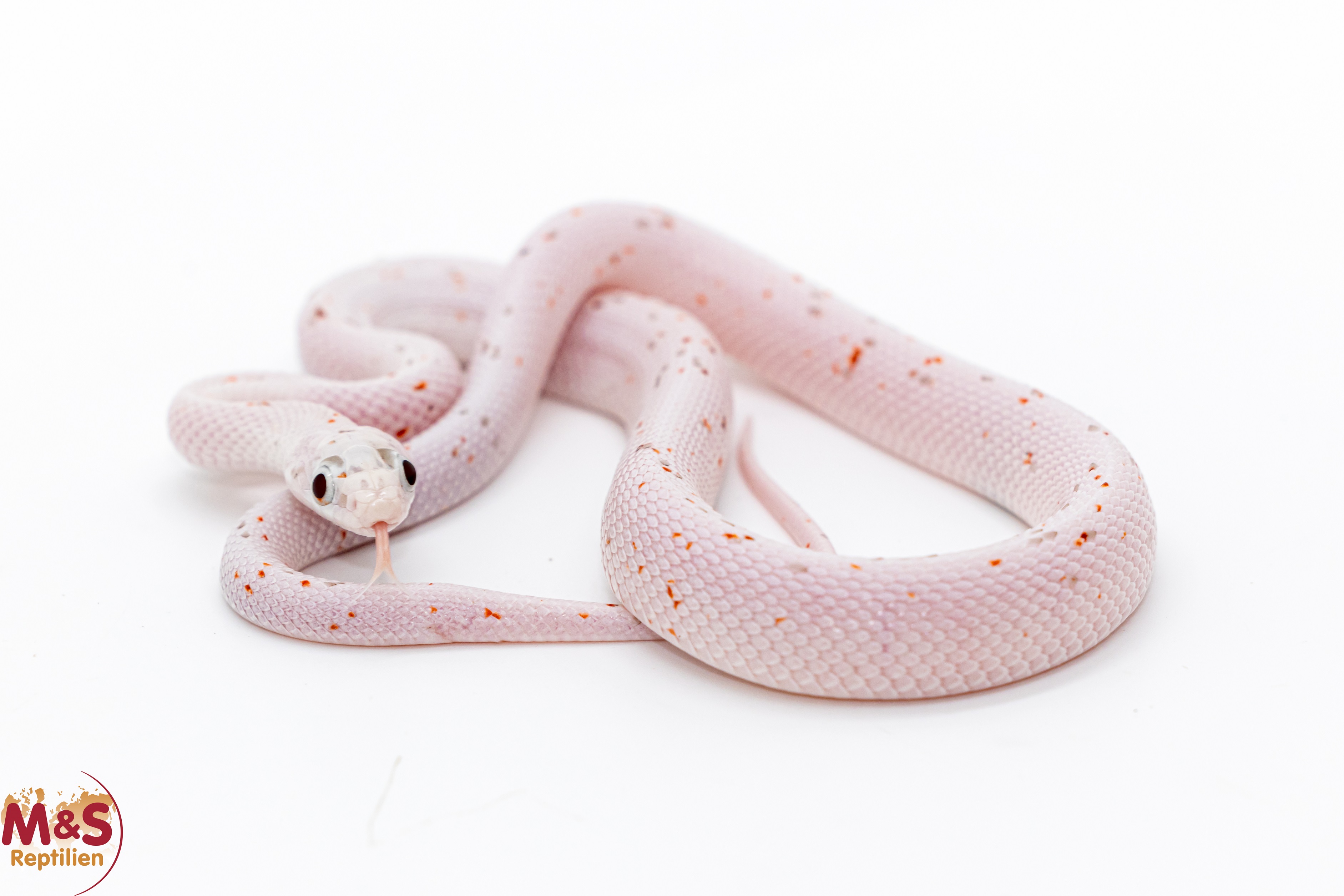 Palmetto Kornnatter -ohne Bugeyes- NZ´25 (ca. 25 cm) Pantherophis guttatus (Symbolbild)