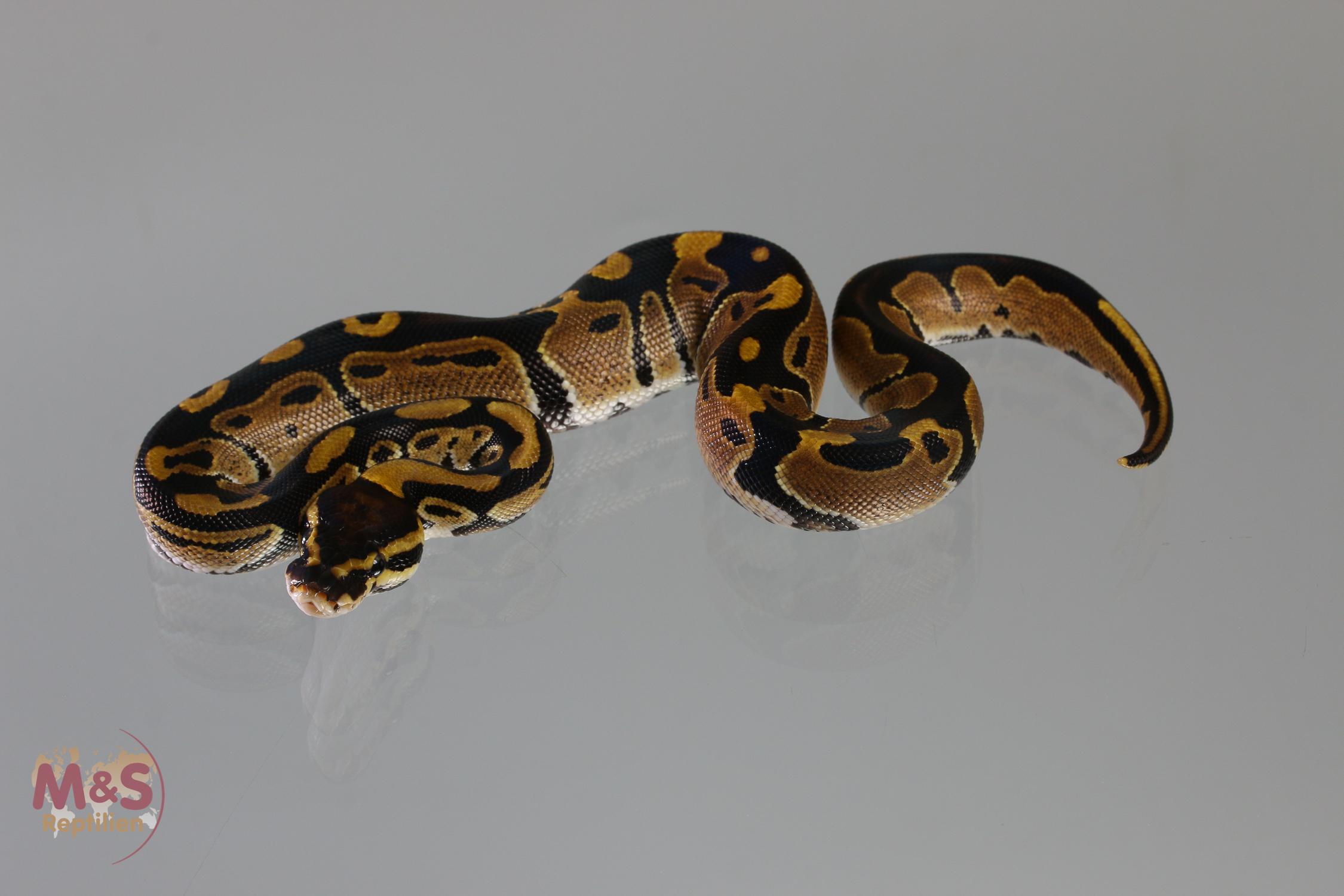 1.0 (Male) triple het.: Piebald Albino Axantic Königspython NZ´M&S´19 Python regius