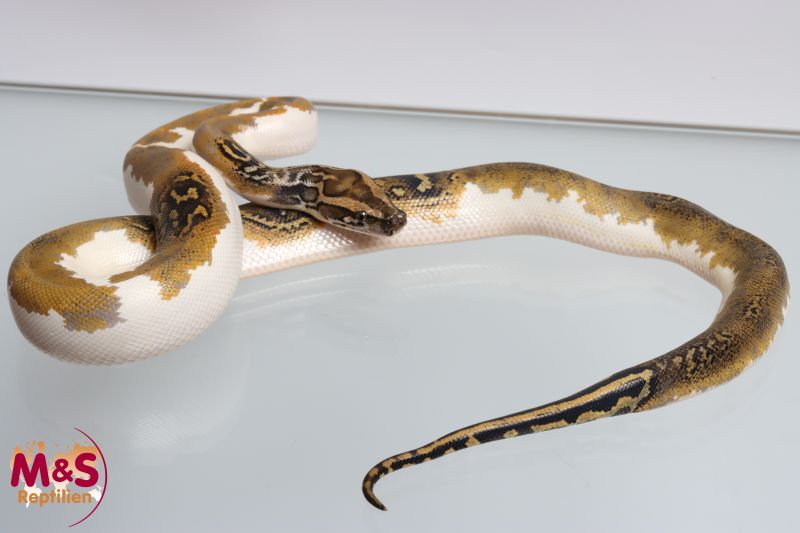 Tigerpython kaufen | Albino & Wildtyp Riesenschlange | MS-Reptilien