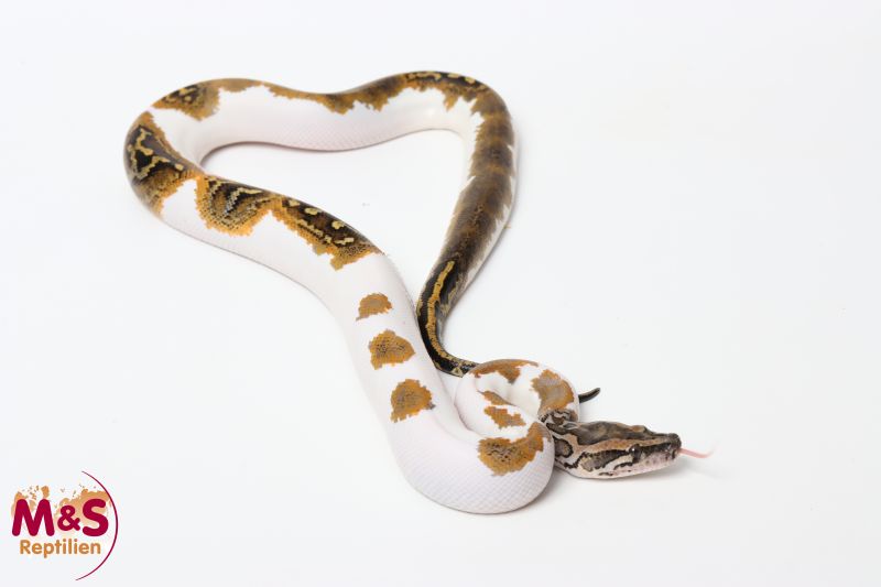 Tigerpython kaufen | Albino & Wildtyp Riesenschlange | MS-Reptilien