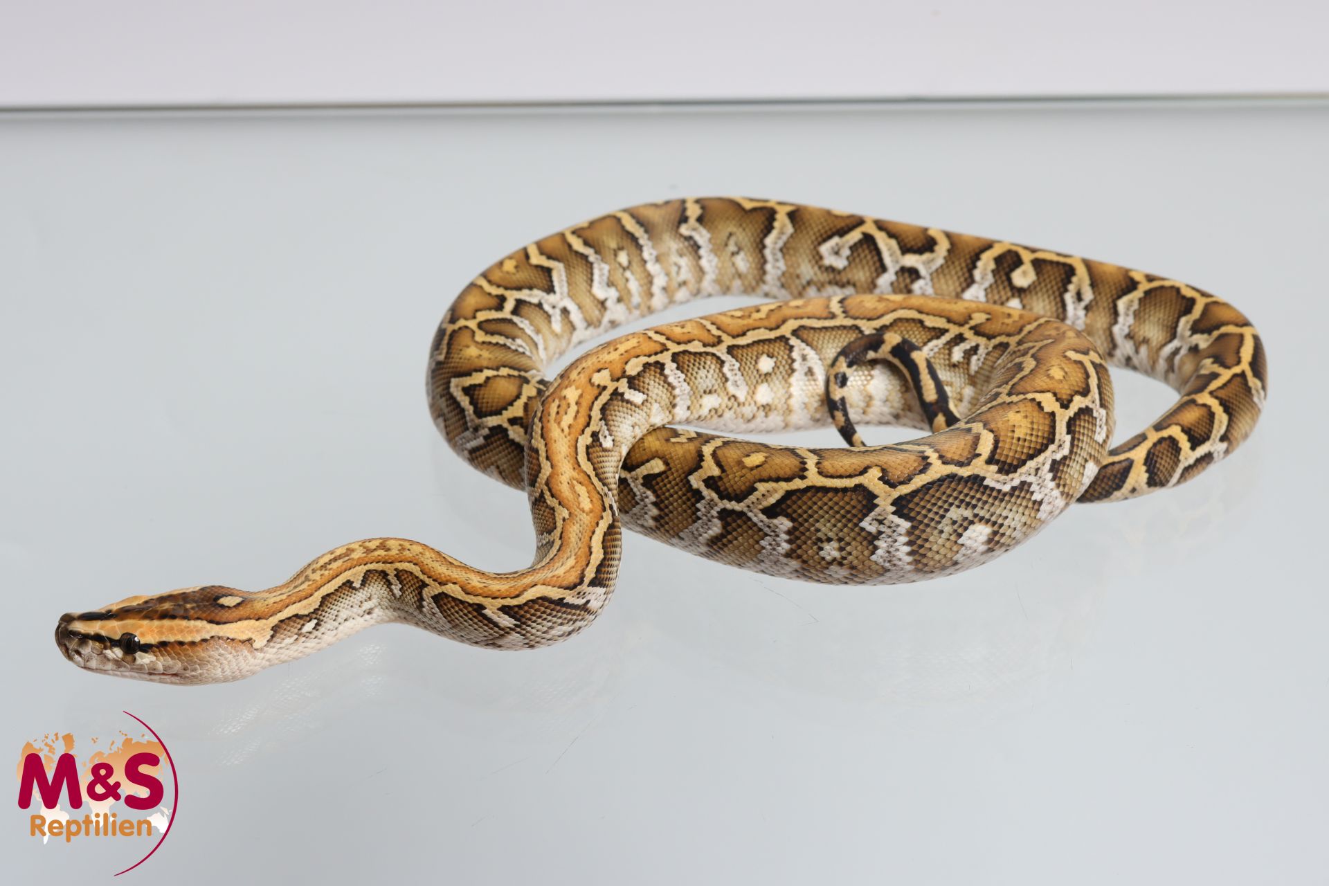 Tigerpython kaufen | Albino & Wildtyp Riesenschlange | MS-Reptilien