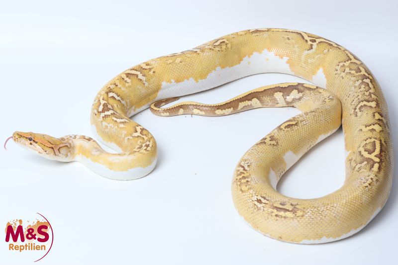Tigerpython kaufen | Albino & Wildtyp Riesenschlange | MS-Reptilien