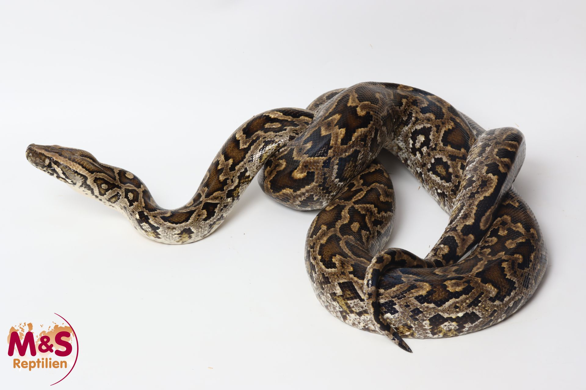 Tigerpython kaufen | Albino & Wildtyp Riesenschlange | MS-Reptilien