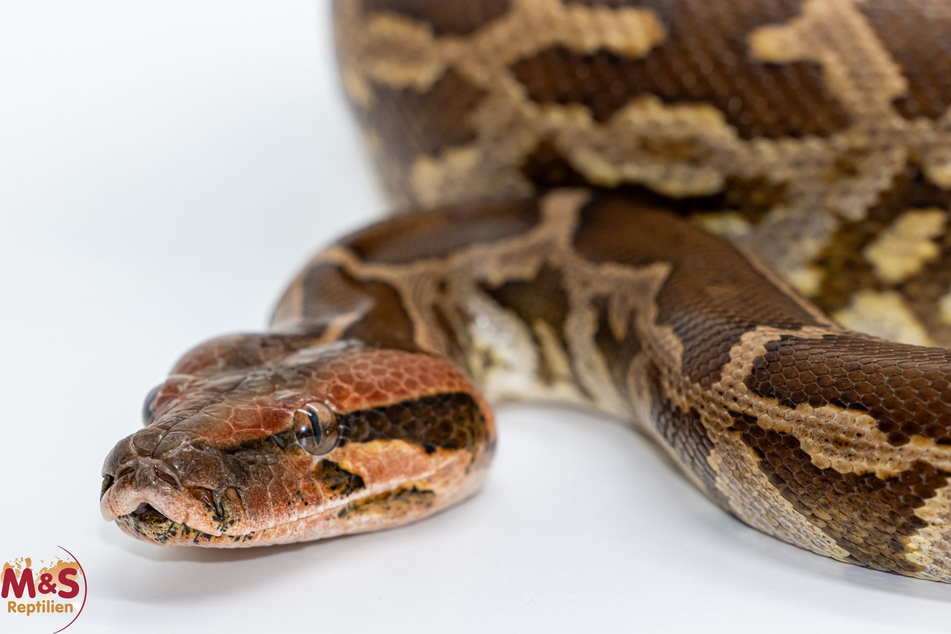 1.0 (Male) Heller Tigerpython NZ' 23 (ca. 120 cm) Python molurus ...