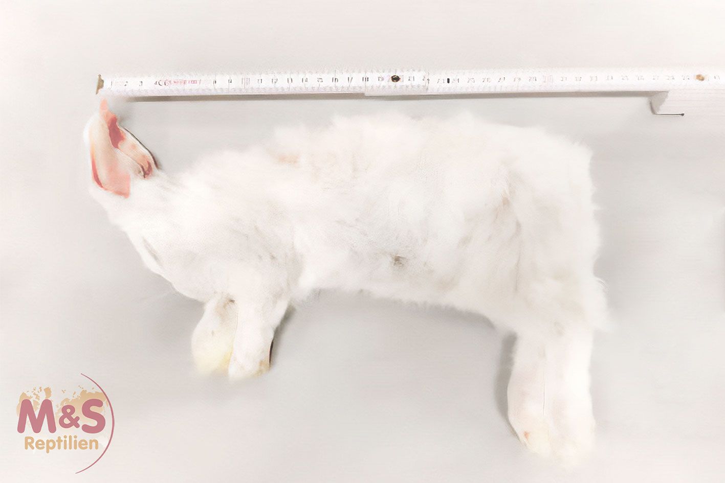 Rabbit (ca. 1,9-1,4kg) | 800g | ffha800g