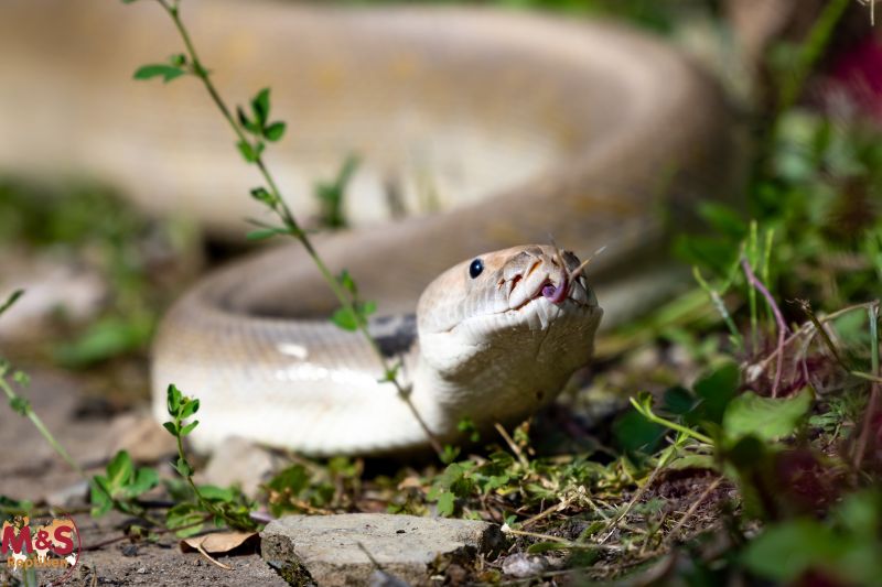 Tigerpython kaufen | Albino & Wildtyp Riesenschlange | MS-Reptilien